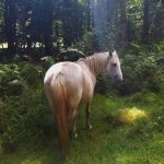 New Forest pony, Wilverley Enclosure