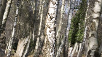Silver Birch trees