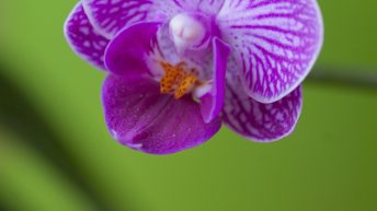 Phalaenopsis orchid
