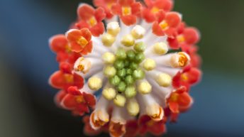 Edgeworthia chrysantha