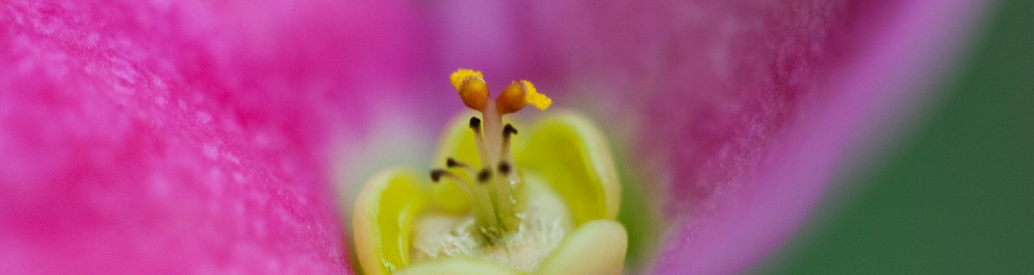 Crown of Thorns - Euphorbia milii