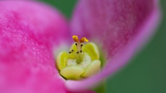 Crown of Thorns - Euphorbia milii