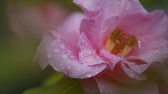 Rose and rain drops