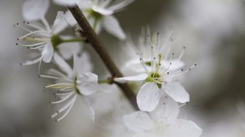 Hawthorn blossom