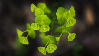 Euphorbia growing wild
