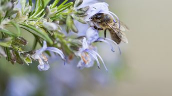 Bee and Rosemary