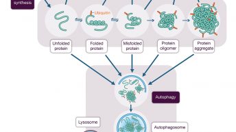 Pathway illustration
